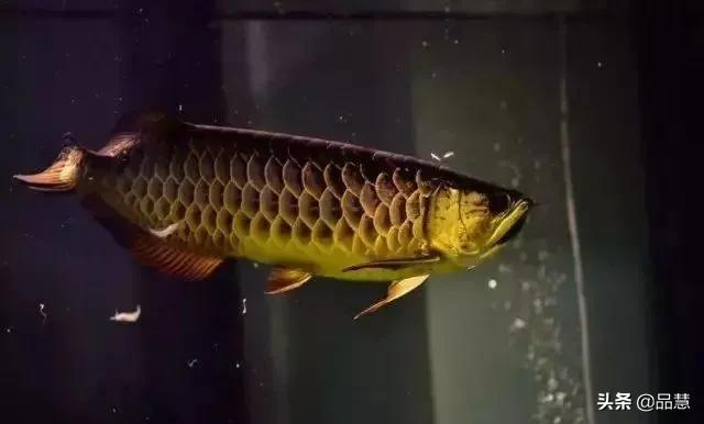 十种便宜又漂亮的龙鱼,一旦拥有别无所求是什么广告