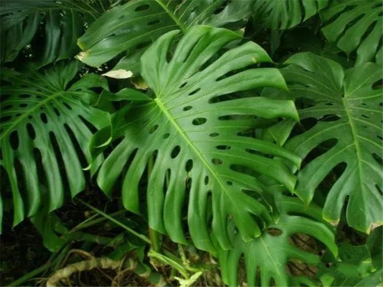 龟背竹杆子长得短,龟背竹长的棍子是什么