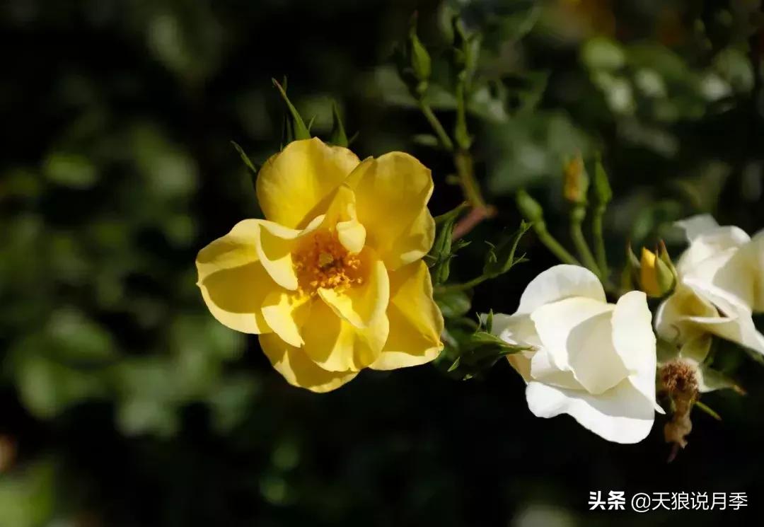 哪些月季品种抗病强,抗病性好月季有哪些