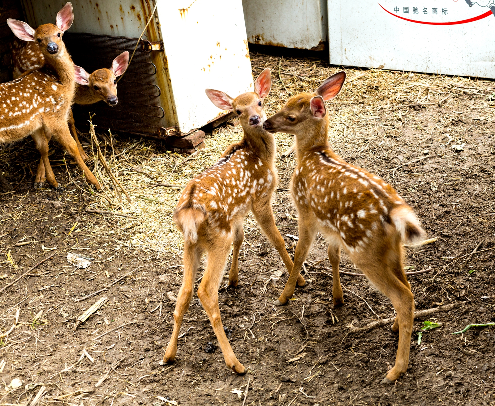 山东邹平市:退役军人夏方刚靠养殖梅花鹿走上致富路