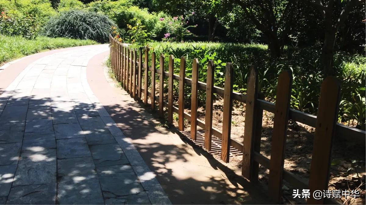 辞赋|不争桃花之期,勿羡牡丹之富《睡莲赋并序》