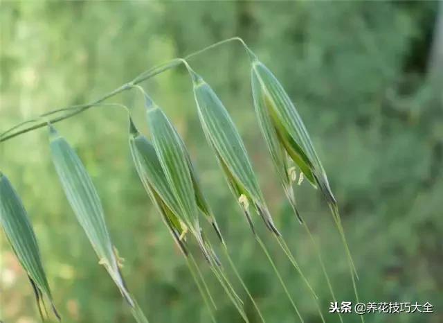 常见小区绿化100种植物图片,常见的水生植物有哪些种