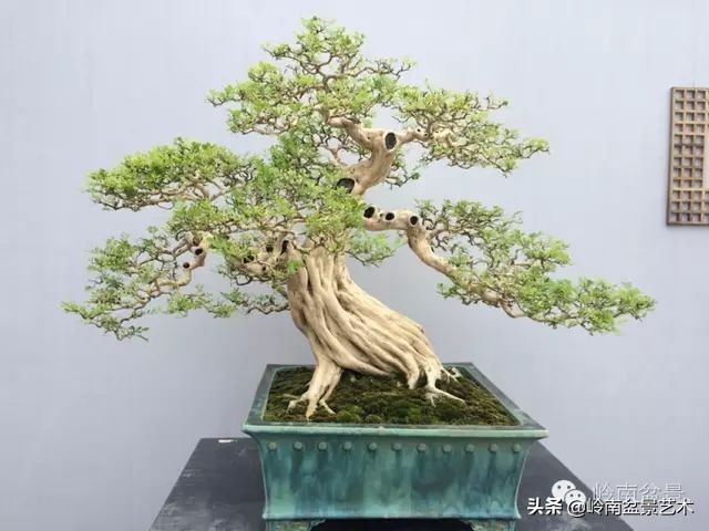 骞哥涔呬箙鐢滅敎铚滆湝,骞哥涔呬箙