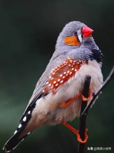 国内允许饲养的鸟一览表,中国合法允许饲养的大型鸟