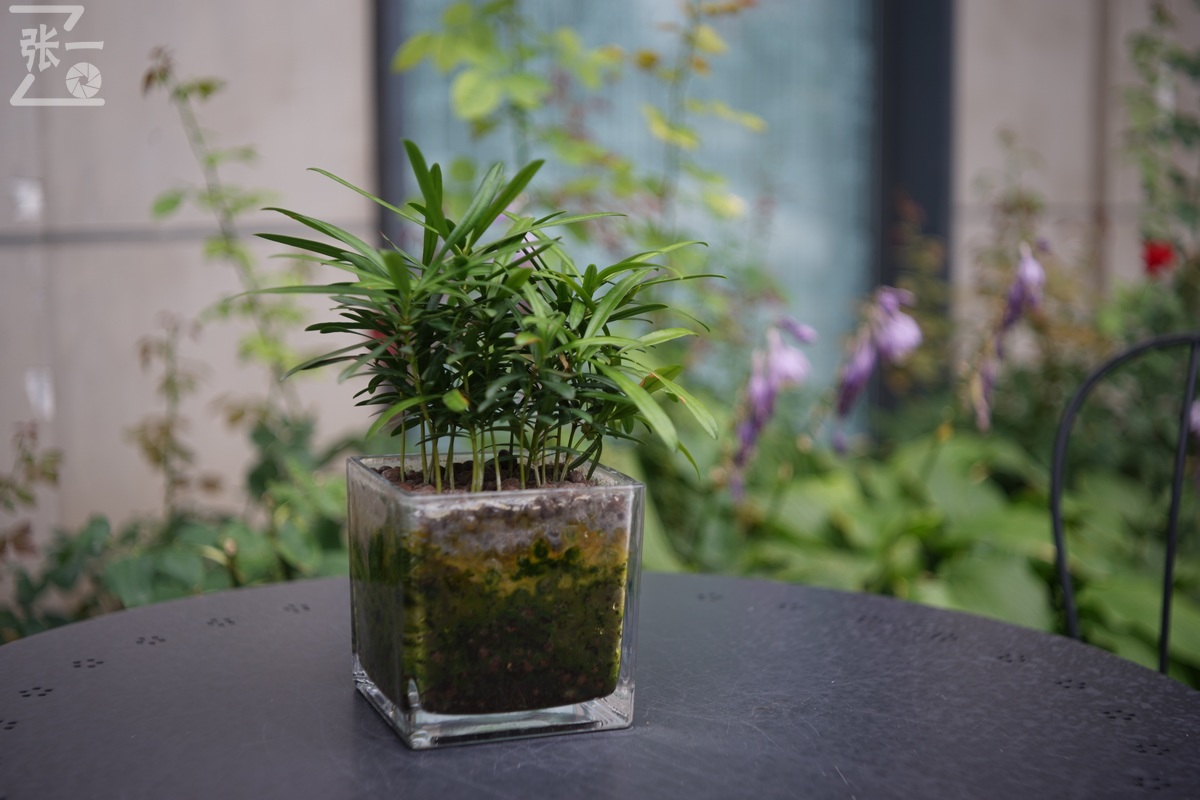 适合索尼a7m4的50定焦镜头测评,索尼a7m4镜头24-105f4测评