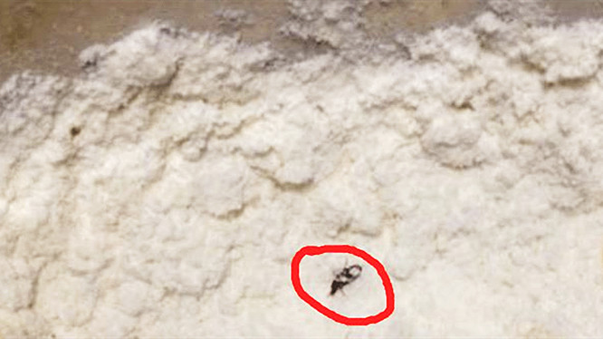 米面如何不起虫子,米面里生虫子该怎么处理