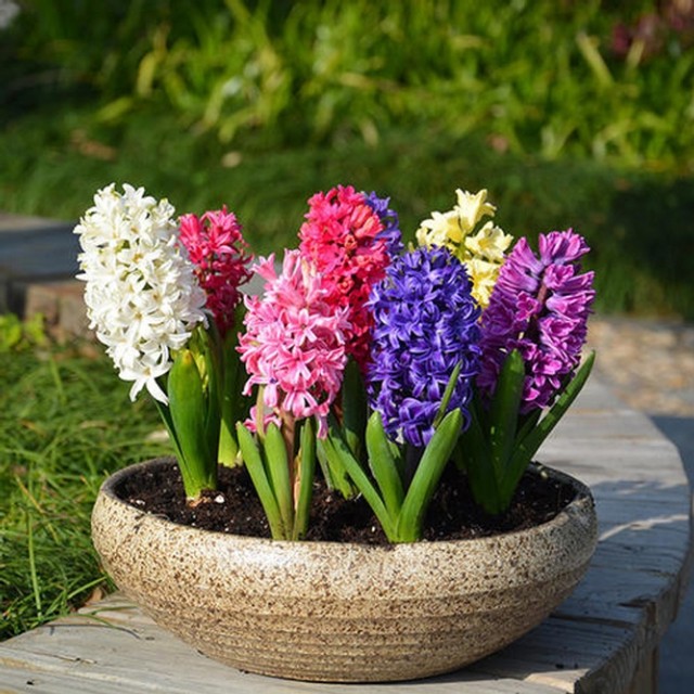 富贵大气的十种花,马上要开花的富贵花