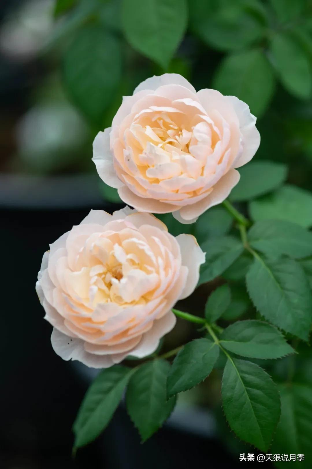 天狼自育抗病强品种,天狼自育浓香品种