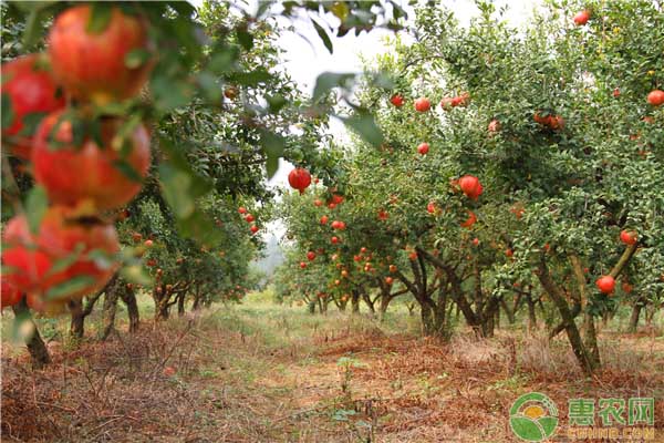 套袋器能给石榴套袋吗,石榴套袋和梨套袋一样吗
