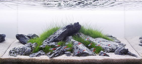 鱼缸爆藻跟盐有关系吗,海缸长藻是硝酸盐还是磷酸盐