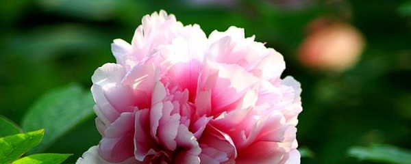 牡丹花盆栽什么品种好养易活,家庭盆栽牡丹花怎么养护