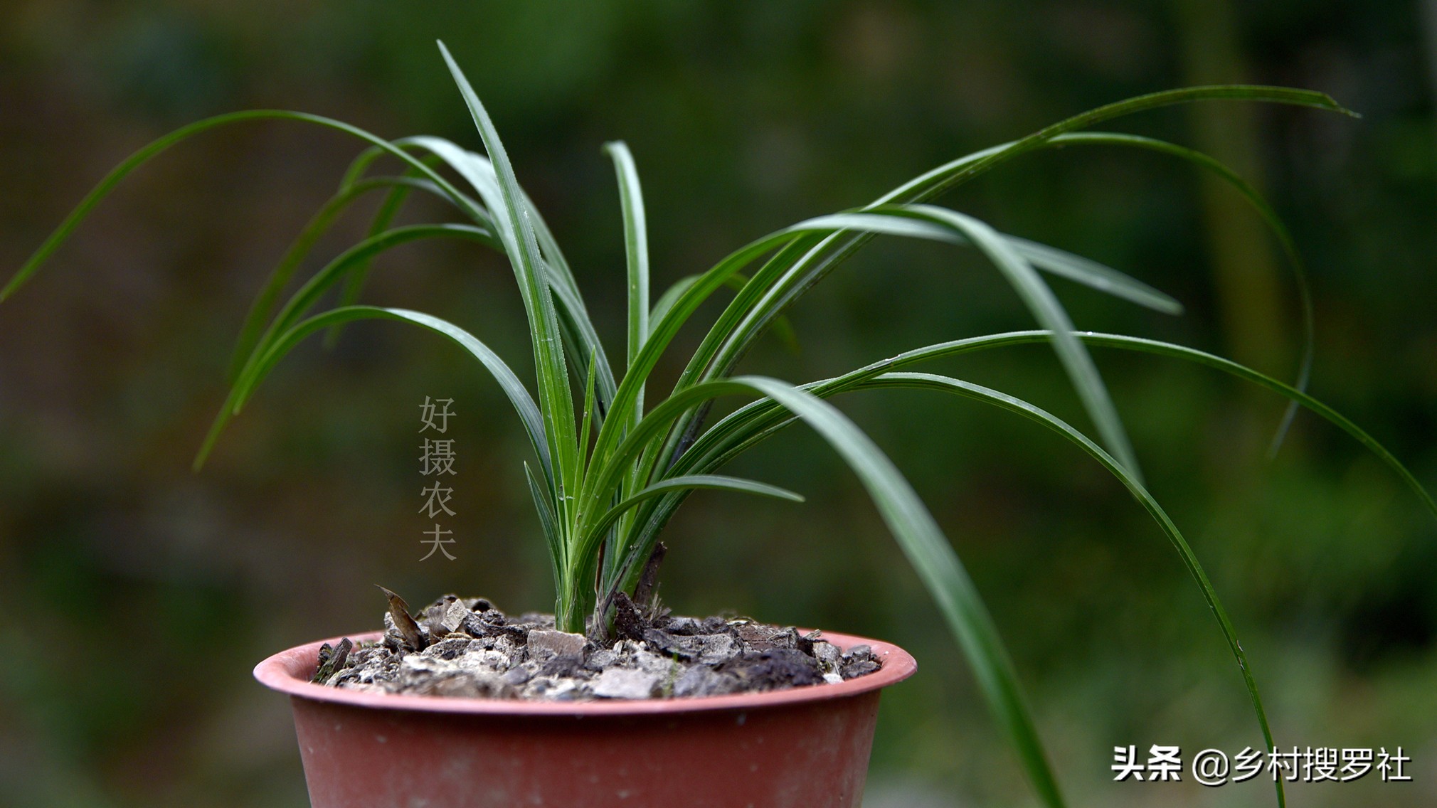 兰花要用什么肥成活率最高,兰花什么时候种植成活率高