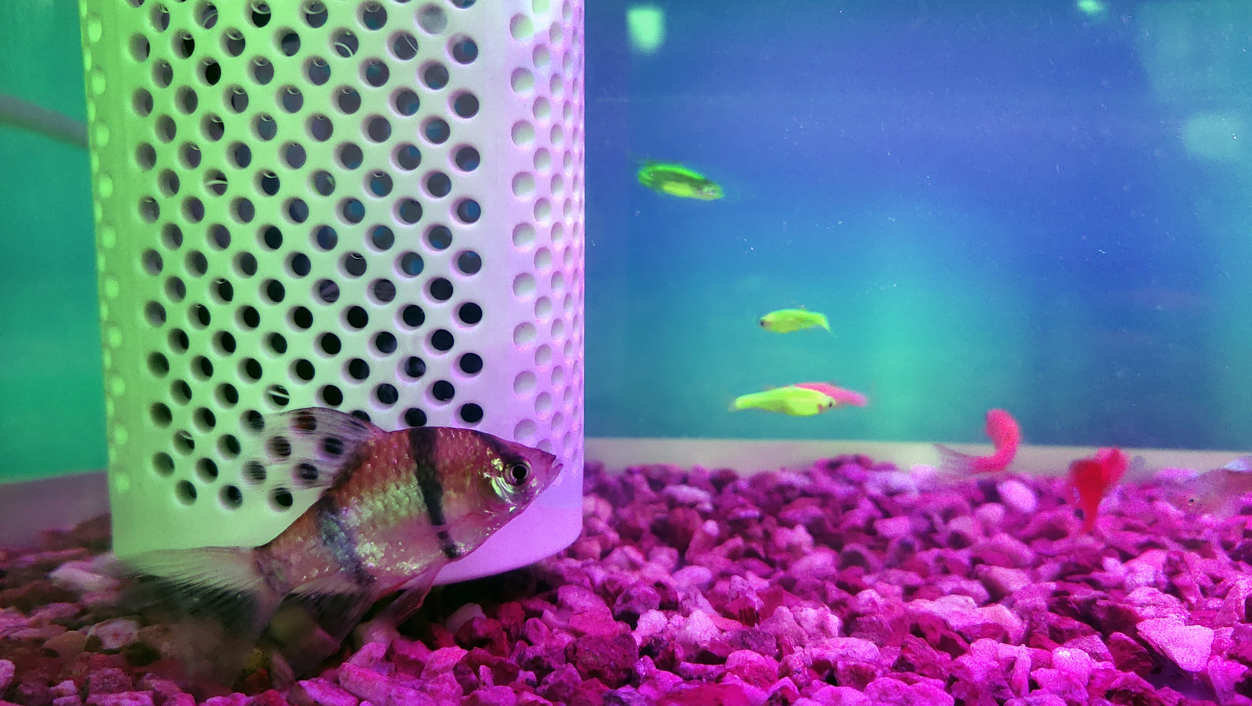 鱼缸养鱼教程图解大全,鱼缸养鱼教程入门图片