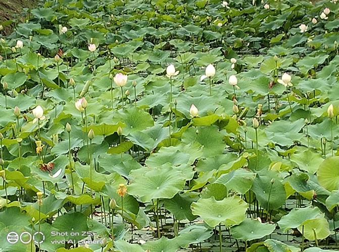 vivoz5x全面详细评测,美得不像千元机vivoz5x精美体验