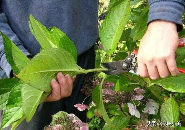 想养绣球花什么品种好看又好养,想种一颗绣球花