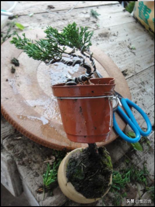 真柏舍利盆景制作图片,真柏舍利盆景造型图片