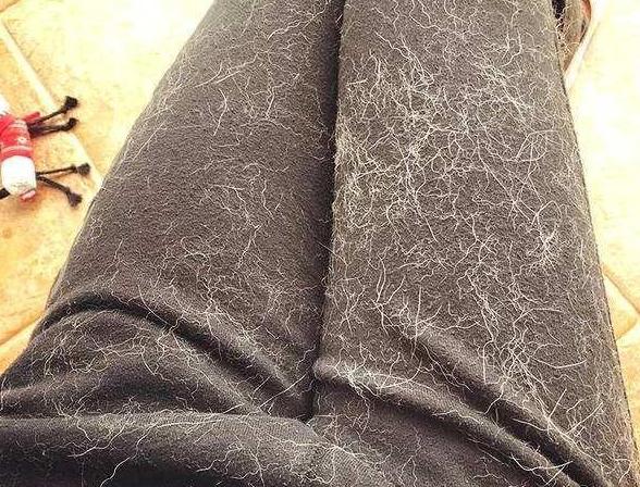 养拉布拉多犬的优缺点分析,拉布拉多犬不建议养的原因