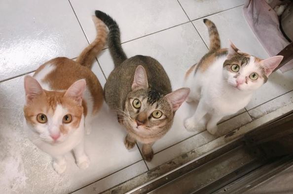 猫咪平日太受宠，惨被母亲妹妹设计“栽赃”，都是爱玩惹的祸