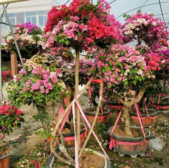 3种极品爬墙花30天爬满庭院,多季开花的爬墙花卉哪些最好养