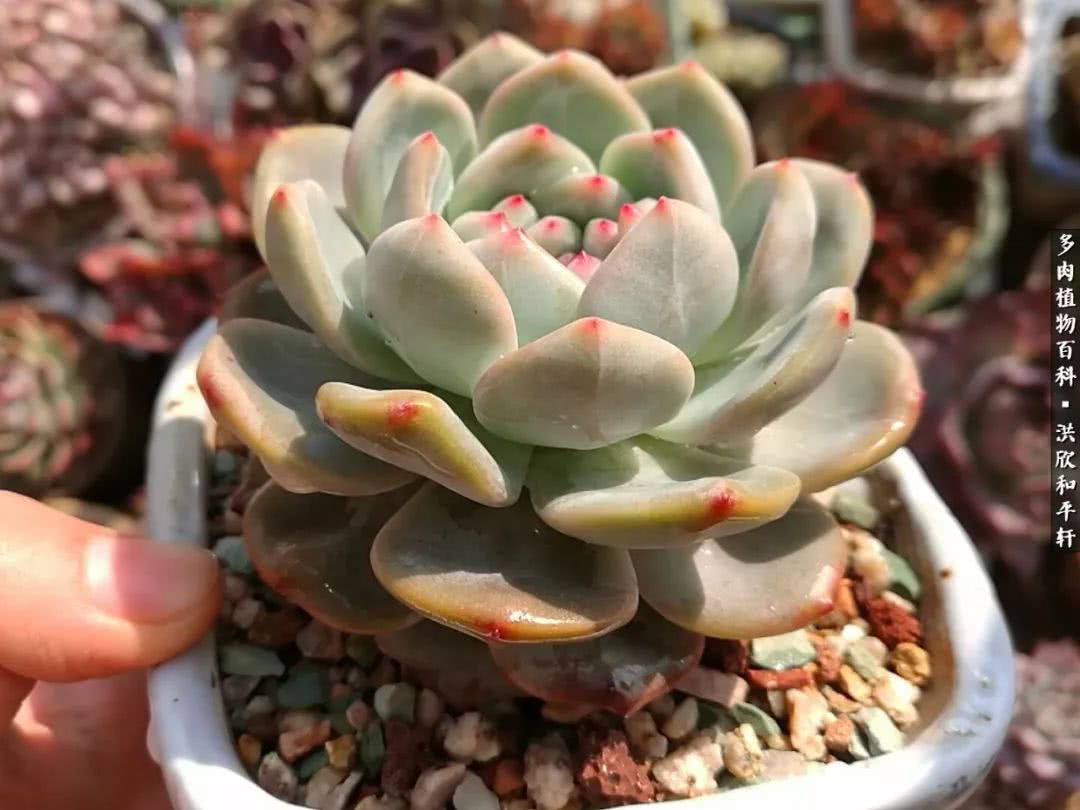 多肉的四季轮回,四季轮回多肉
