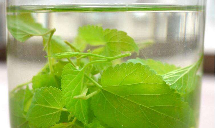 桑叶长期泡水喝的功效,桑叶泡水喝竟有6个好处