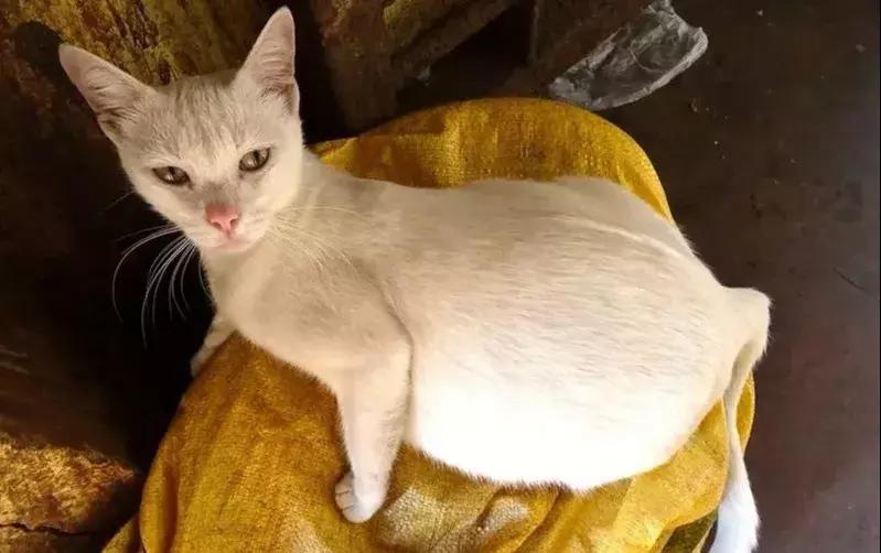 母猫怀孕了铲屎官升级了,猫咪怀孕了铲屎官应该怎么处理