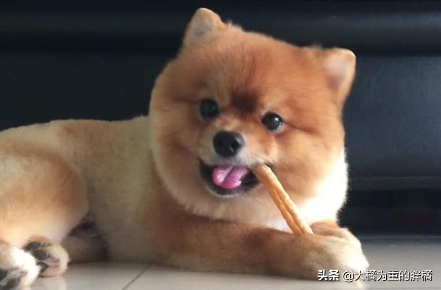 博美为什么不听主人话就叫,博美各种行为代表什么