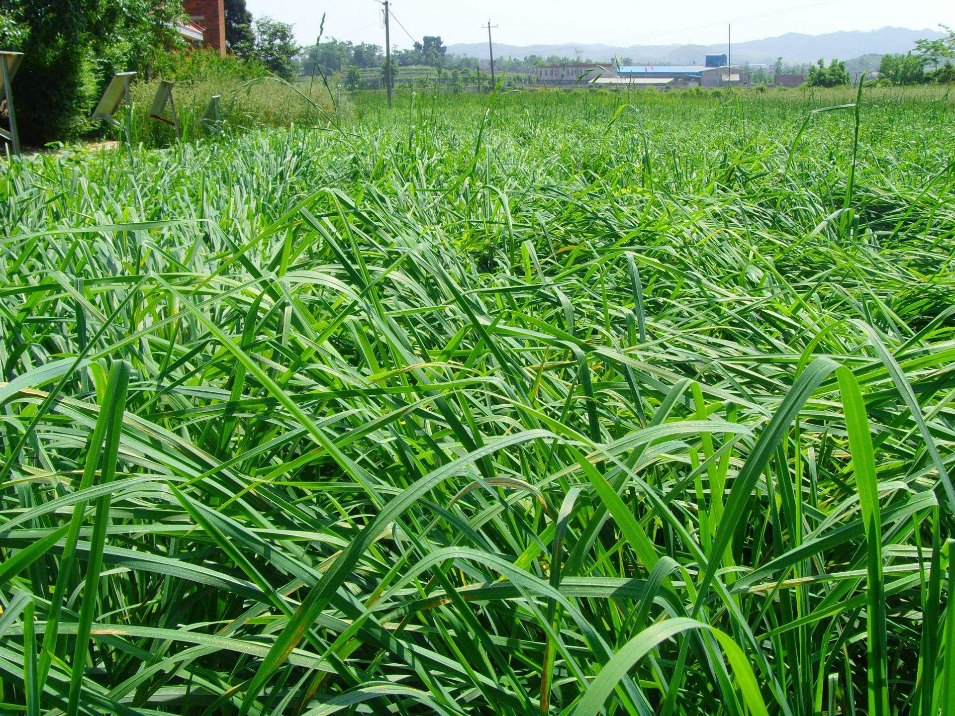 鸭茅草的种植要点有哪些,鸭茅草营养价值