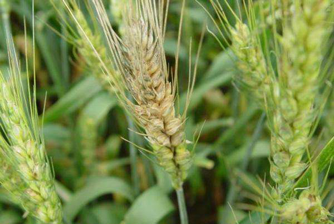 怎样预防小麦条锈病和赤霉病,小麦赤霉病边抽穗边扬花怎样预防