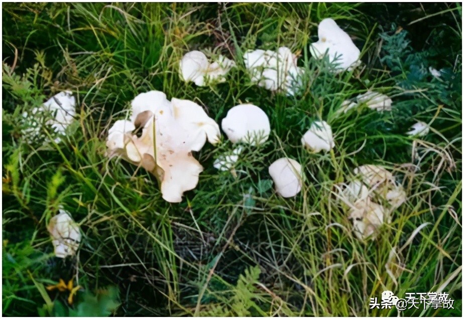 东北林区野菜野果,牧区的一种野菜