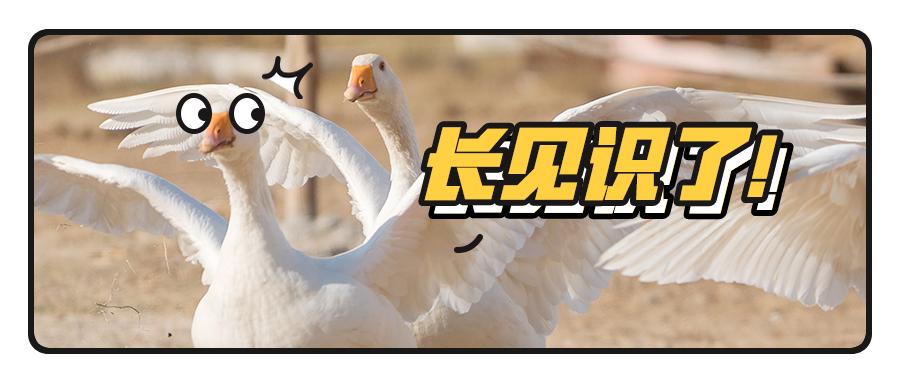 怎么计算和统计人均年收入,中国人均真实收入和国民收入