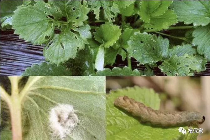 草莓常见病虫害图谱,草莓病虫害图片大全集