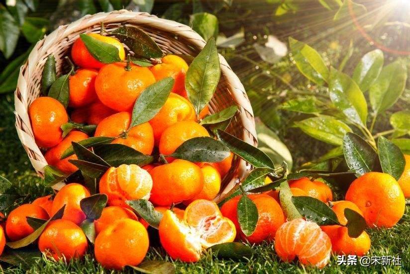 一代文豪苏东坡竟然是吃货,历史上的著名吃货苏东坡