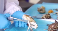 死螃蟹吃了真的会中毒吗,吃隔夜蟹的中毒症状