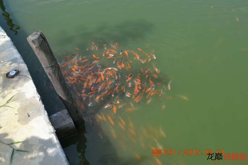 锦鲤苗成长,日本锦鲤水花苗成长
