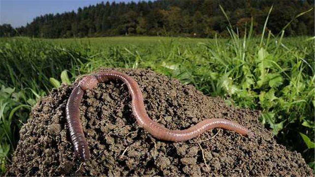 蚯蚓的常见种类有哪些呢,蚯蚓的种类及主要特征