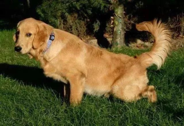 怎么预防狗狗妇科病,母狗如何防止妇科炎症