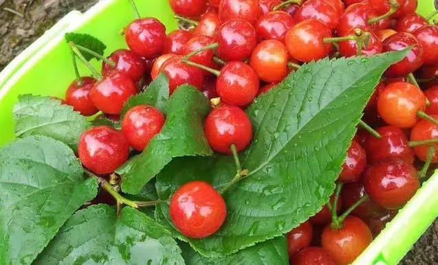 重庆周边摘樱桃,重庆北碚摘樱桃的地方