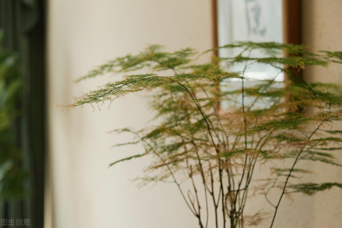 文竹冬天怎么养?学会3点,文竹安全过冬,蹭蹭冒新芽