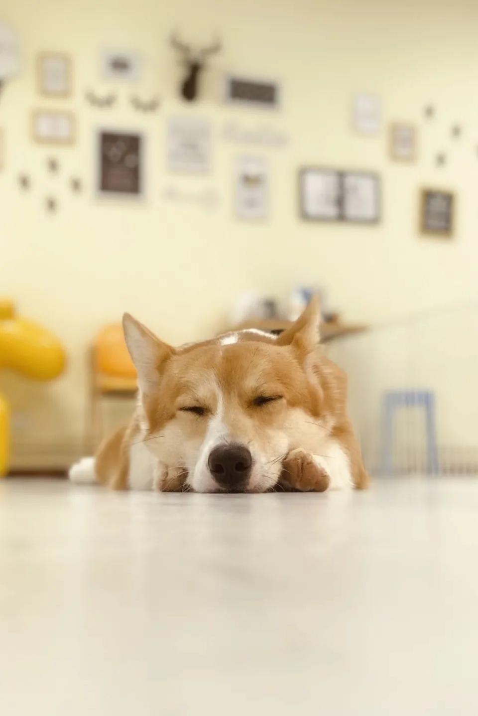 吸屁屁,短腿大耳肉嘟嘟,这家店进去就出不来了…