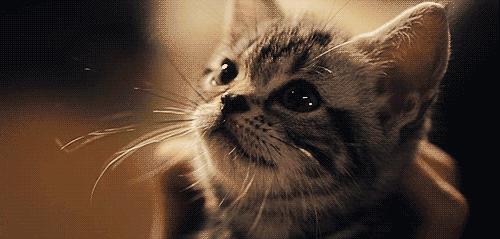 行走的蒲公英猫咪照片,行走的蒲公英猫品种