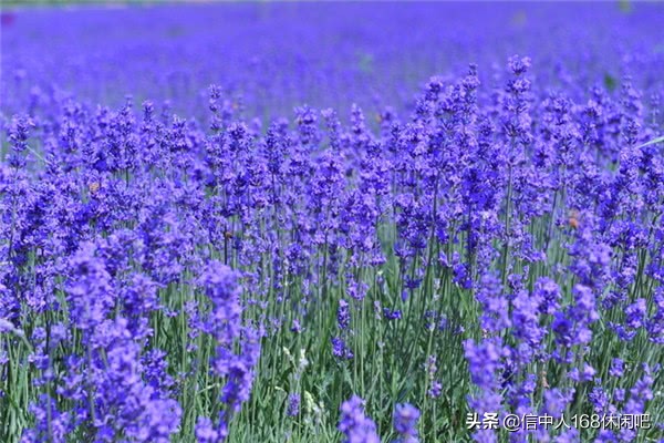 带你走进英国梦幻的薰衣草花田,薰衣草紫色的世界