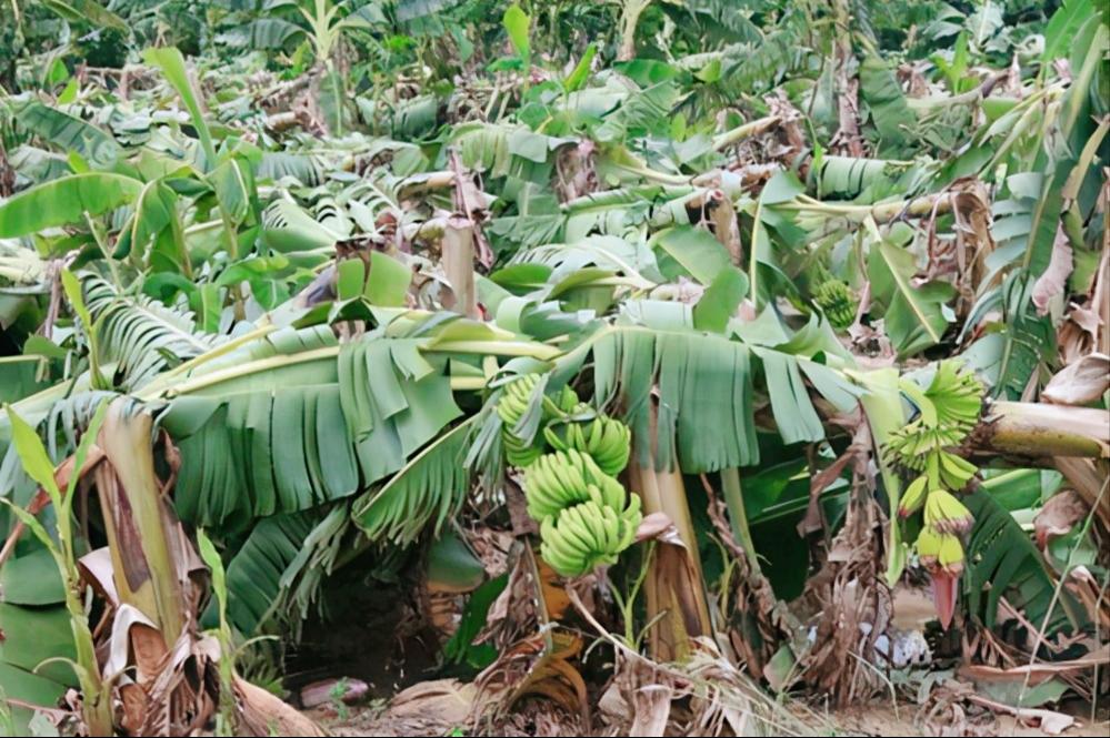 为什么说香蕉树是草本植物,香蕉树不是树为啥还叫香蕉树