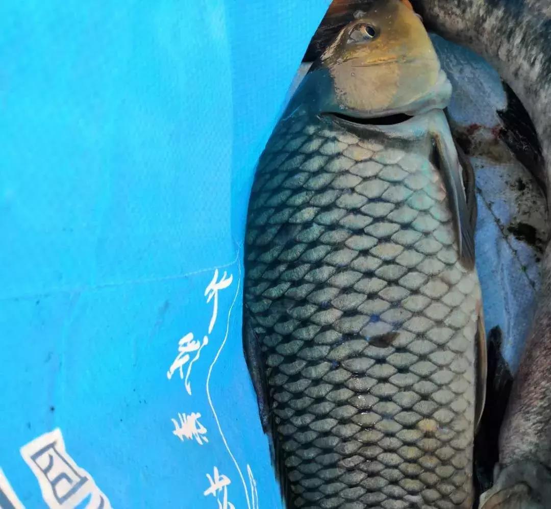 手竿钓草鱼还是海竿好,钓草鱼用海竿还是手竿好