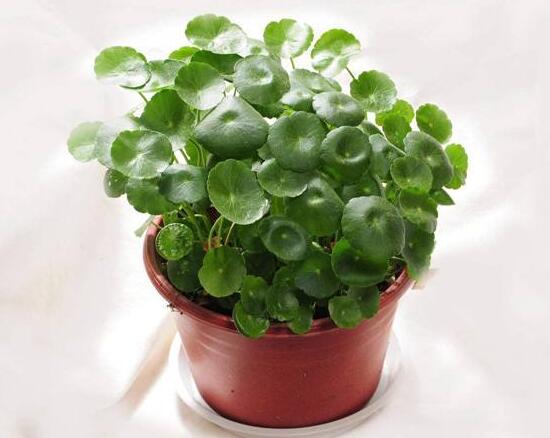 铜钱草烂根的原因,铜钱草烂根的原因及解决方法