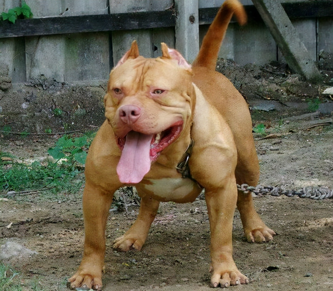 比特犬到底有多可怕,新手千万别养比特犬