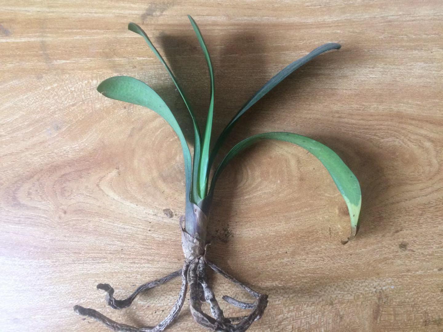 网购君子兰小苗养殖技术,网购君子兰怎样栽种