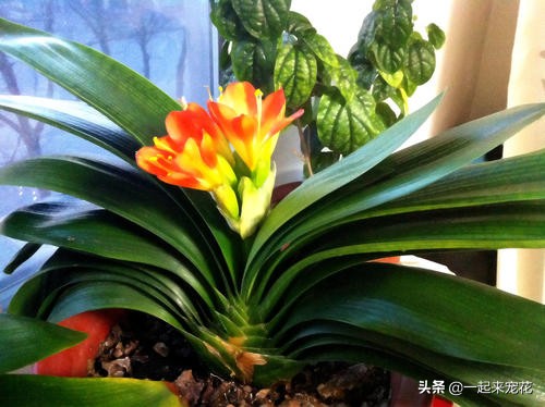 君子兰不开花这样养一年能开两茬,秋养君子兰三点养护到位花箭狂抽