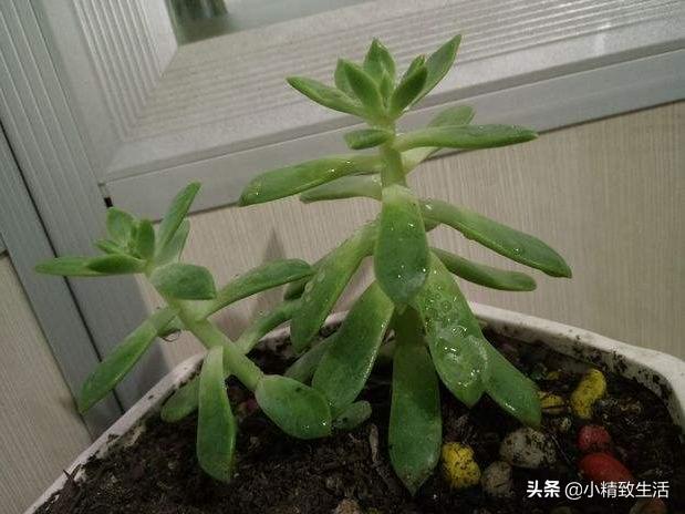 盘点6种适合秋天养的多肉,适合一年四季阳台养的多肉植物