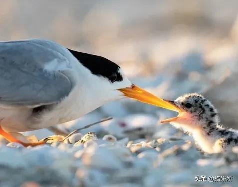 流浪猫的孩子野性也大吗,流浪猫的灵性有多可怕